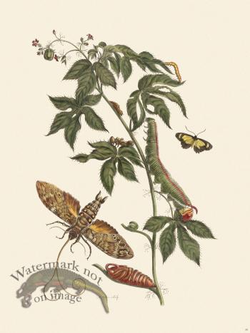 Merian Metamorphosis 38